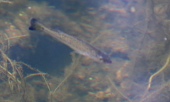 Micropterus dolomieu