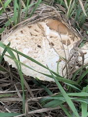 Chlorophyllum brunneum