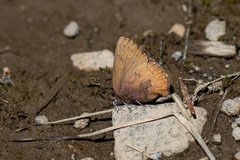 Callophrys augustinus