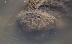 Unionidae