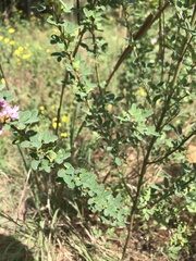Lespedeza violacea