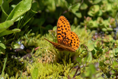 Boloria epithore