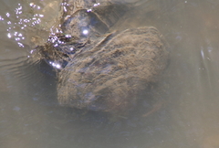 Unionidae