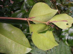 Syzygium smithii