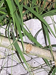 Eleutherodactylus coqui