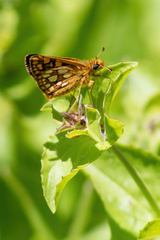 Carterocephalus skada