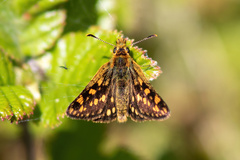 Carterocephalus skada