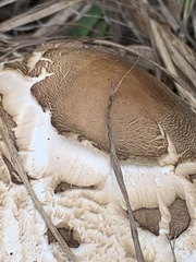 Chlorophyllum brunneum