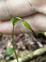 Triphora trianthophoros