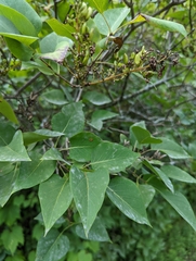 Syringa vulgaris