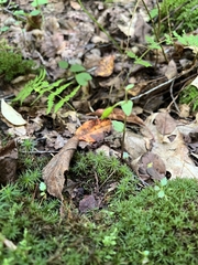 Triphora trianthophoros