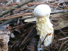 Austroboletus subflavidus image