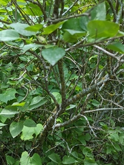 Syringa vulgaris