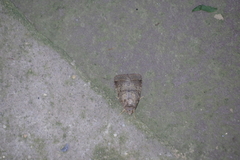 Orthodes majuscula