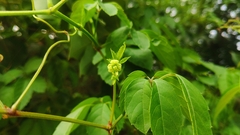 Causonis japonica