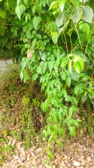 Causonis japonica