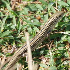 Ctenotus robustus
