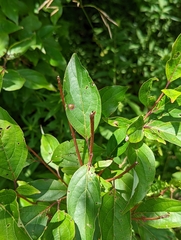 Parallelodiplosis subtruncata