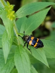 Nicrophorus tomentosus