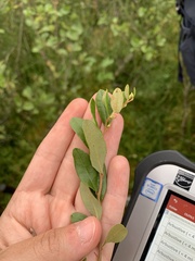 Chamaedaphne calyculata