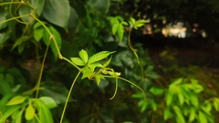 Causonis japonica