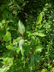 Parallelodiplosis subtruncata