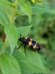 Nicrophorus tomentosus
