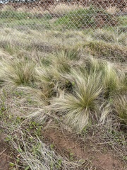 Poa labillardierei