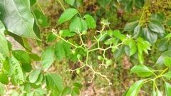 Causonis japonica