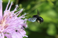 Melissodes bimaculatus