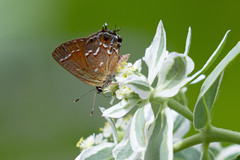 Callophrys gryneus