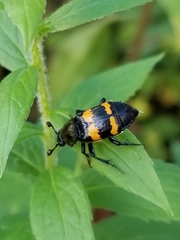 Nicrophorus tomentosus