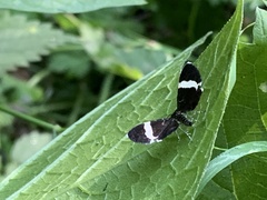 Trichodezia albovittata