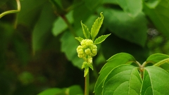 Causonis japonica