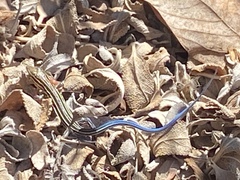 Aspidoscelis hyperythrus beldingi