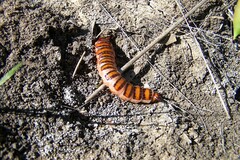 Coleoptera