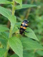 Nicrophorus tomentosus