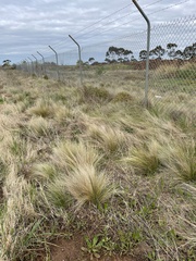 Poa labillardierei