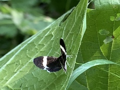 Trichodezia albovittata