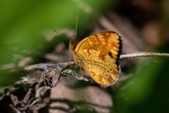 Phyciodes pulchella
