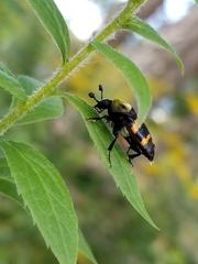 Nicrophorus tomentosus
