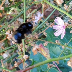 Xylocopa californica