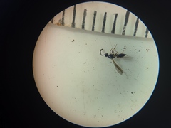 Diapriinae
