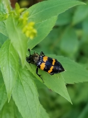 Nicrophorus tomentosus