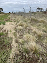 Poa labillardierei