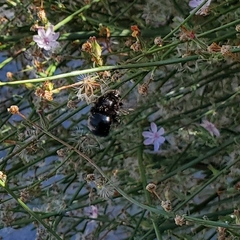 Xylocopa californica