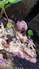 Trichaptum fuscoviolaceum