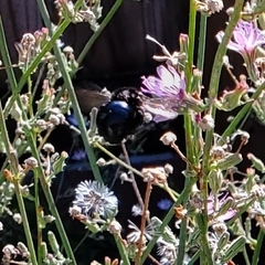 Xylocopa californica
