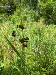 Scirpus atrovirens