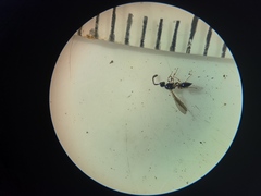 Diapriinae